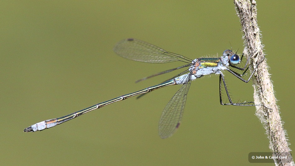 J15B0057 Lestes sponsa male.JPG